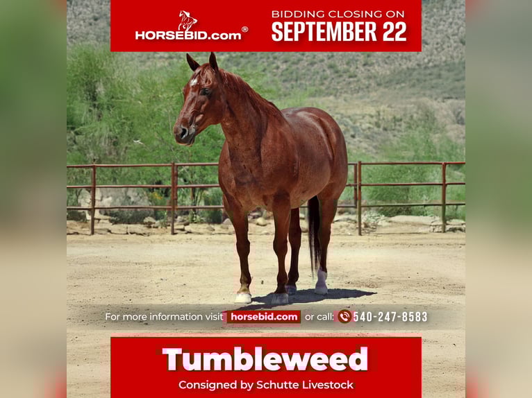 Quarter horse américain Hongre 9 Ans 152 cm Rouan Rouge in Front Royal