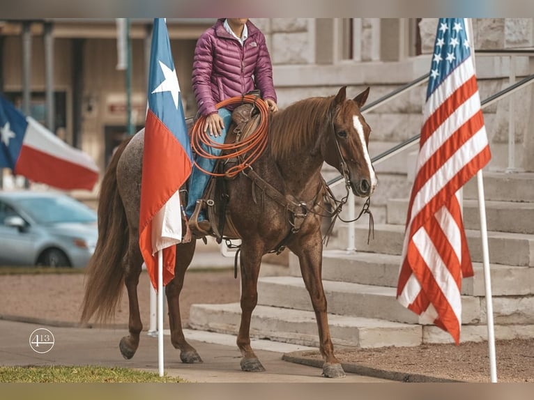 Quarter horse américain Hongre 9 Ans 152 cm Rouan Rouge in Weatherford, TX