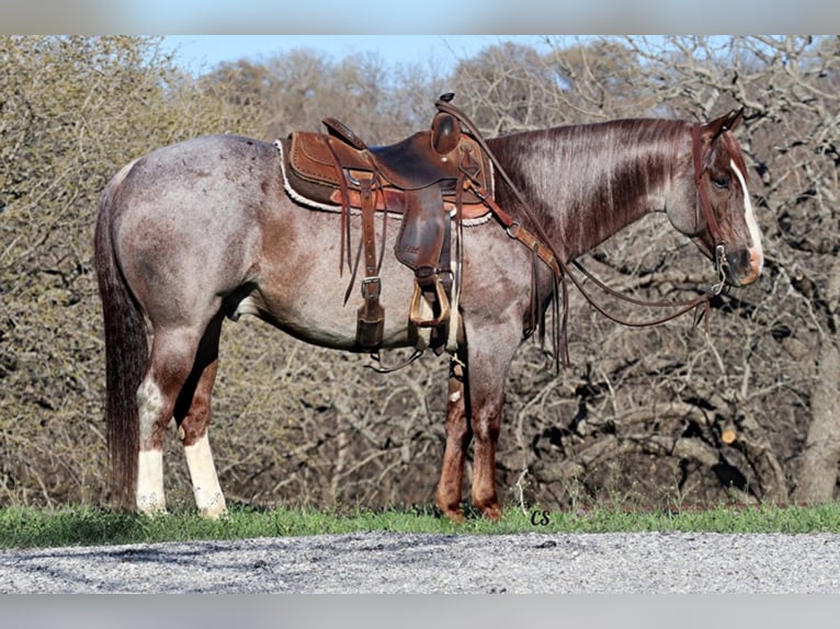Quarter horse américain Hongre 9 Ans 152 cm Rouan Rouge in Jacksboro TX