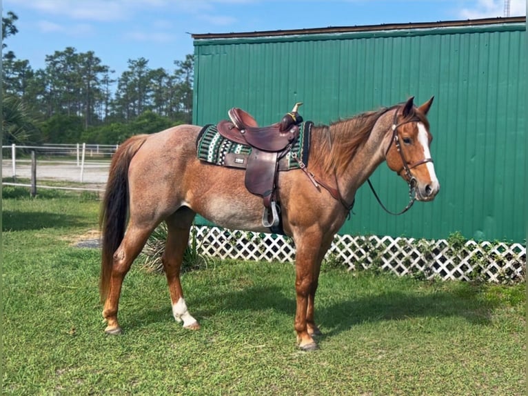 Quarter horse américain Hongre 9 Ans 152 cm Rouan Rouge in Christmas FL