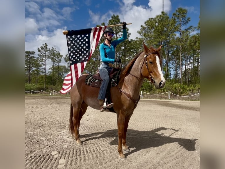 Quarter horse américain Hongre 9 Ans 152 cm Rouan Rouge in Christmas FL
