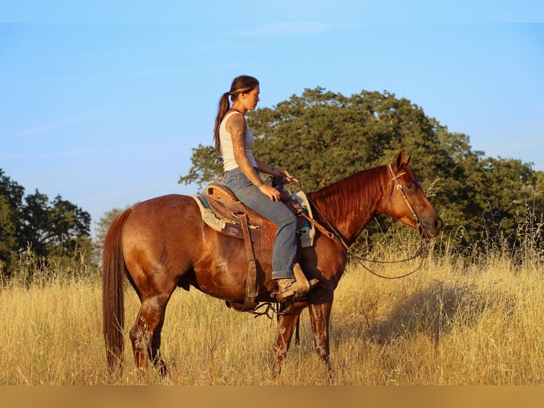 Quarter horse américain Hongre 9 Ans 152 cm Rouan Rouge in Pleasant Grove CA