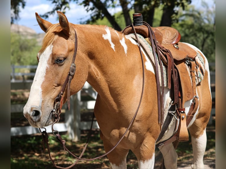 Quarter horse américain Hongre 9 Ans 152 cm Tobiano-toutes couleurs in Camp Verde AZ
