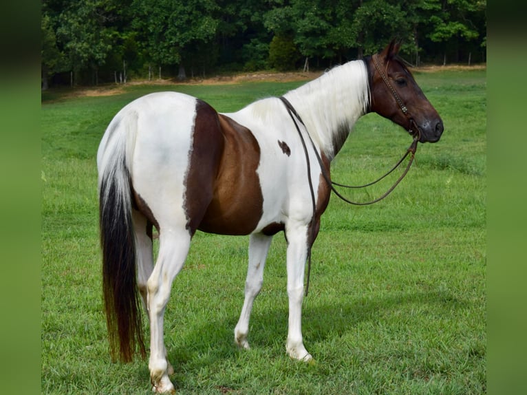 Quarter horse américain Hongre 9 Ans 152 cm Tobiano-toutes couleurs in Greenville Ky