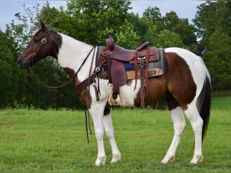 Quarter horse américain Hongre 9 Ans 152 cm Tobiano-toutes couleurs in Greenville Ky