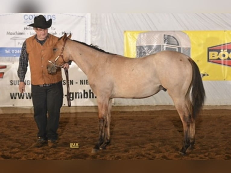 Quarter horse américain Hongre 9 Ans 153 cm Gris (bai-dun) in Bassum