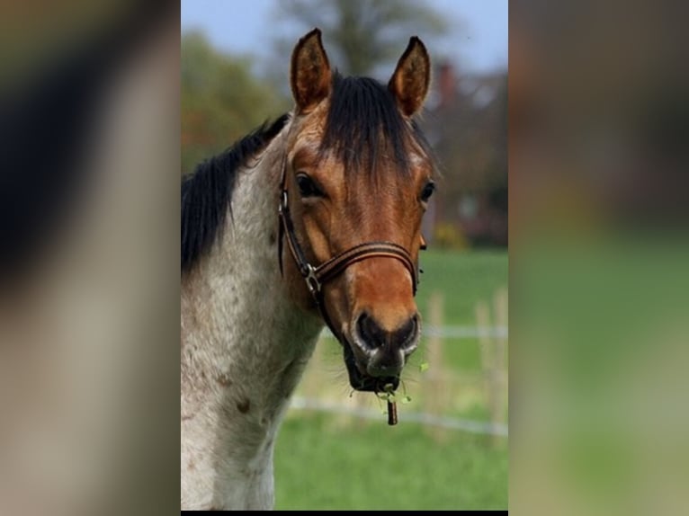 Quarter horse américain Hongre 9 Ans 153 cm Gris (bai-dun) in Bassum