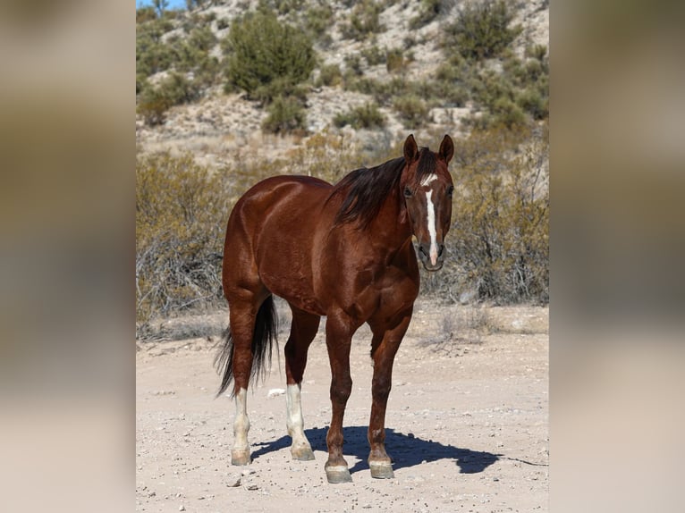 Quarter horse américain Hongre 9 Ans 155 cm Alezan brûlé in Camp Verde AZ