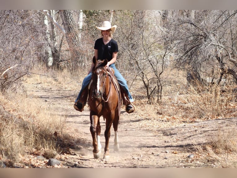 Quarter horse américain Hongre 9 Ans 155 cm Alezan brûlé in Camp Verde AZ