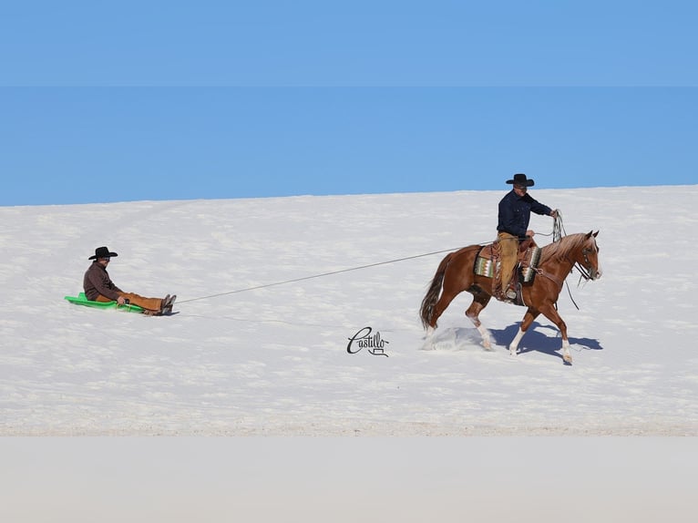 Quarter horse américain Hongre 9 Ans 155 cm Alezan cuivré in Belen, NM