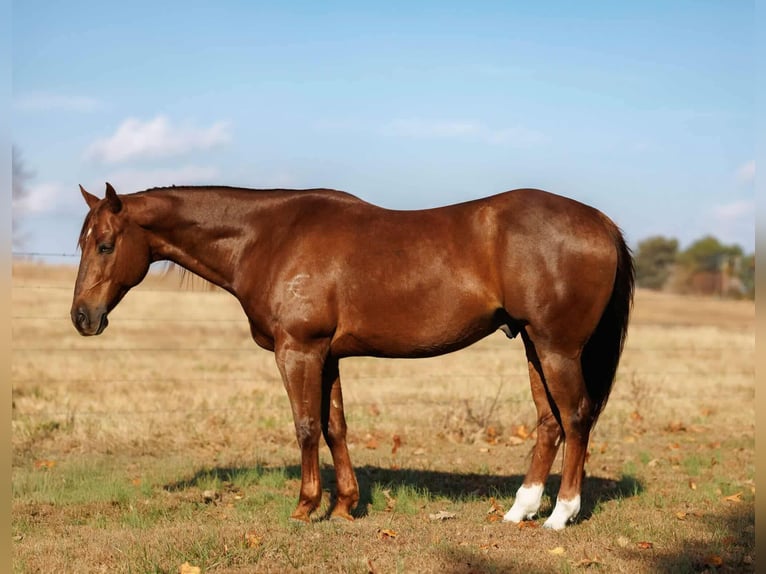 Quarter horse américain Hongre 9 Ans 155 cm Alezan cuivré in Quitman