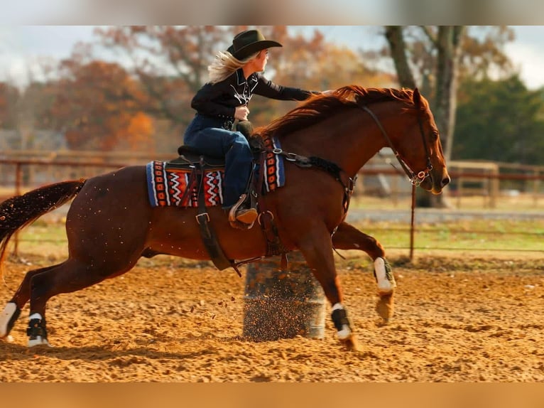Quarter horse américain Hongre 9 Ans 155 cm Alezan cuivré in Quitman