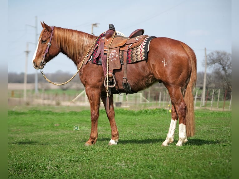 Quarter horse américain Hongre 9 Ans 155 cm Alezan cuivré in Whitesboro, TX