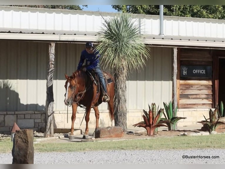 Quarter horse américain Hongre 9 Ans 155 cm Alezan cuivré in Weatherford TX