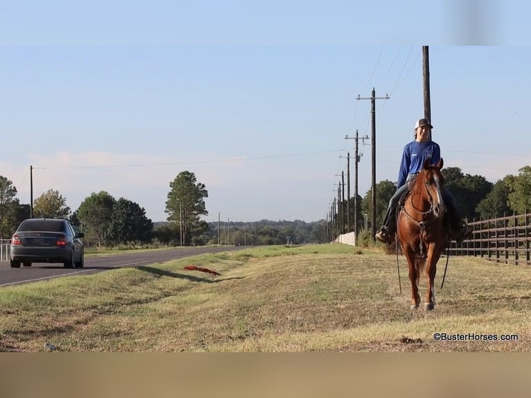 Quarter horse américain Hongre 9 Ans 155 cm Alezan cuivré in Weatherford TX