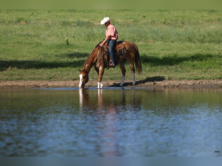 Quarter horse américain Hongre 9 Ans 155 cm Alezan dun in Kingston, OK