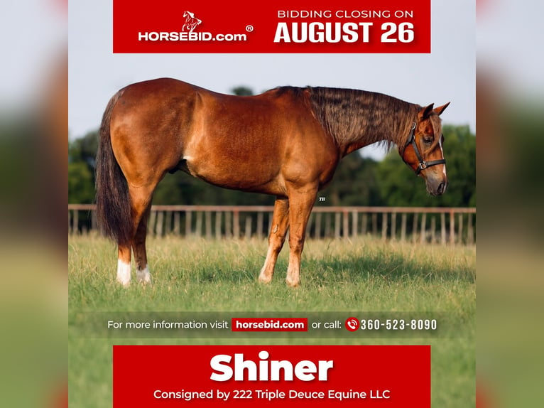 Quarter horse américain Hongre 9 Ans 155 cm Alezan in Weatherford