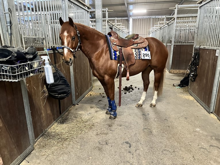 Quarter horse américain Hongre 9 Ans 155 cm Alezan in Kirchdorf