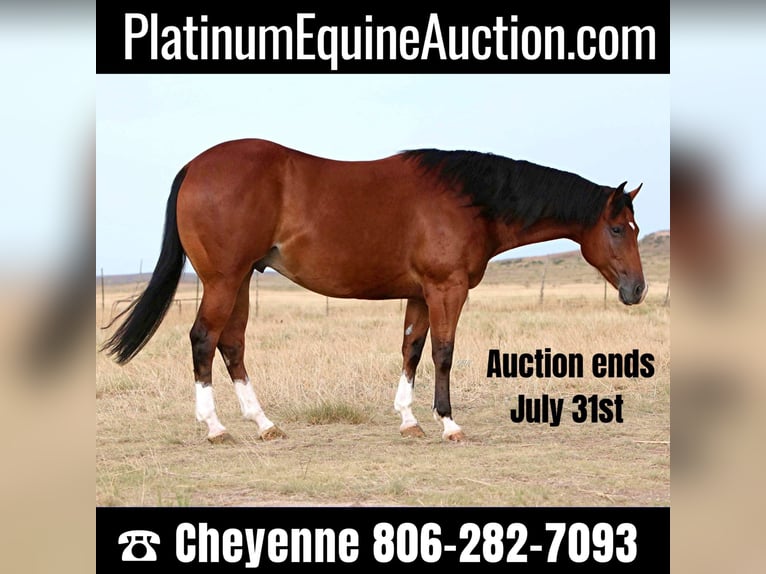 Quarter horse américain Hongre 9 Ans 155 cm Bai cerise in Canyon TX