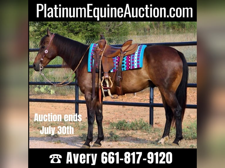 Quarter horse américain Hongre 9 Ans 155 cm Bai cerise in Stephenville TX