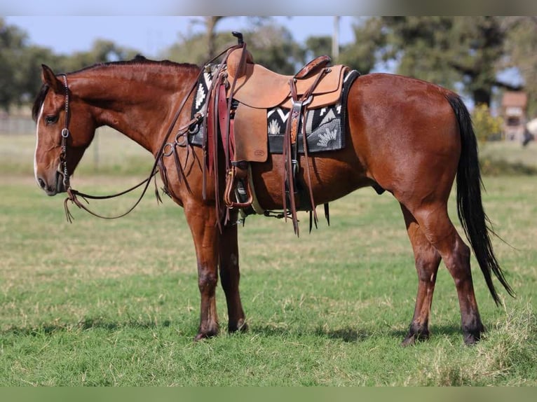Quarter horse américain Hongre 9 Ans 155 cm Bai cerise in LIpan Tx