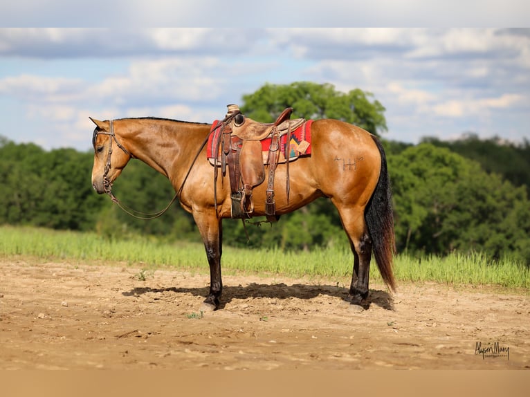 Quarter horse américain Hongre 9 Ans 155 cm Buckskin in Bellevue, IA