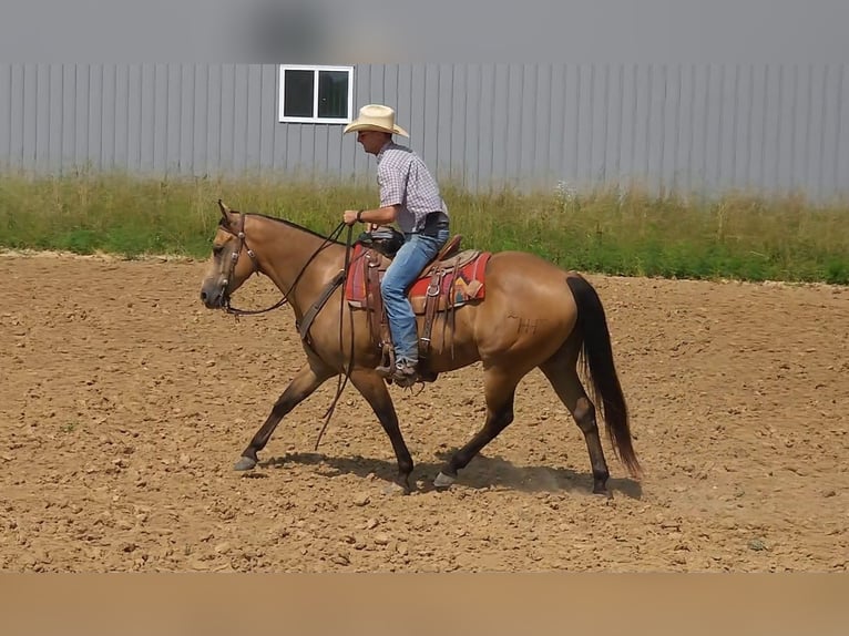 Quarter horse américain Hongre 9 Ans 155 cm Buckskin in Bellevue, IA