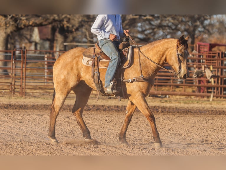 Quarter horse américain Hongre 9 Ans 155 cm Buckskin in Ranger