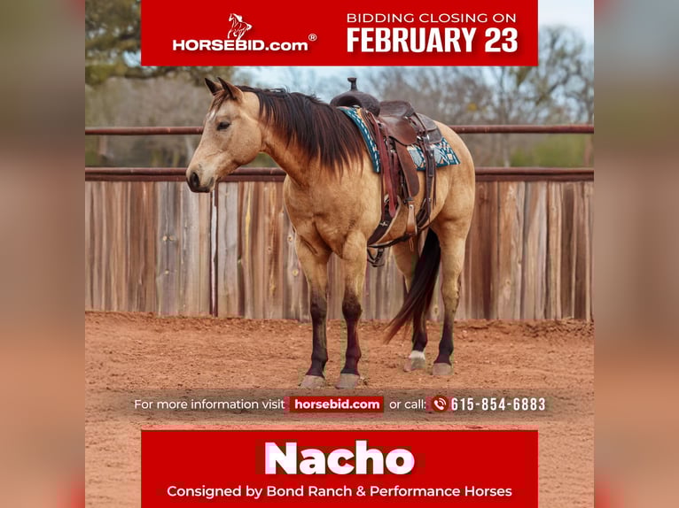 Quarter horse américain Hongre 9 Ans 155 cm Buckskin in Ranger