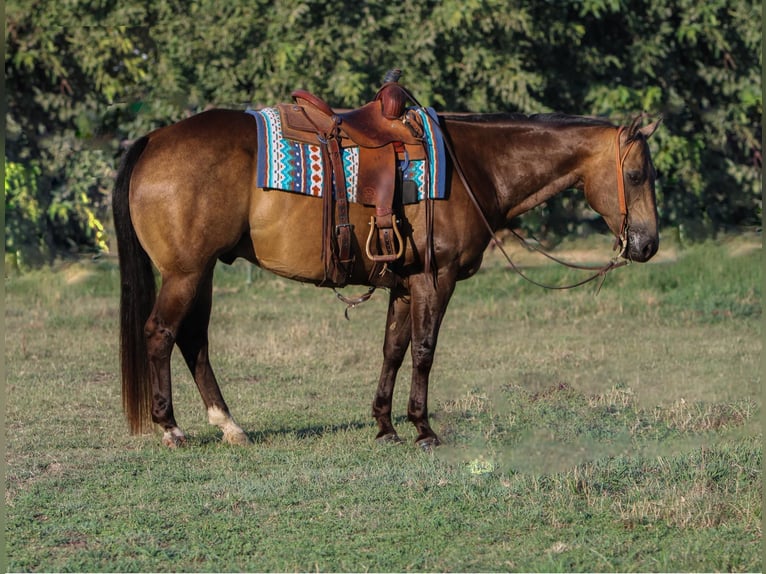 Quarter horse américain Hongre 9 Ans 155 cm Buckskin in Waterford, CA