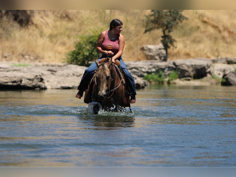 Quarter horse américain Hongre 9 Ans 155 cm Buckskin in Waterford, CA