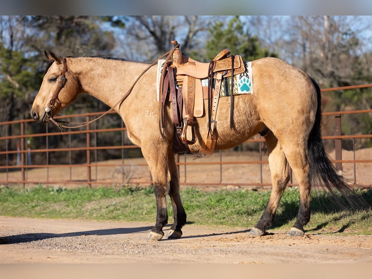 Quarter horse américain Hongre 9 Ans 155 cm Buckskin in Rusk, TX