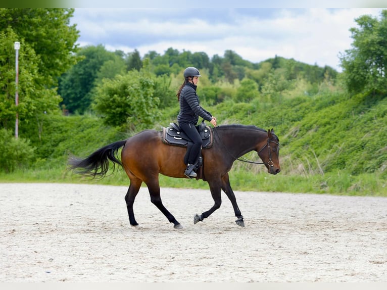 Quarter horse américain Hongre 9 Ans 155 cm  in Feldkirchen-Westerham