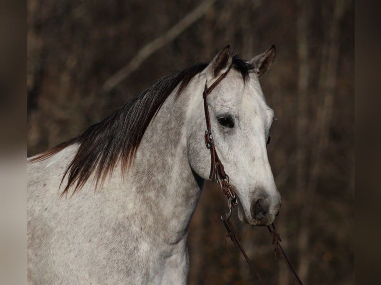 Quarter horse américain Hongre 9 Ans 155 cm Gris pommelé in Somerset