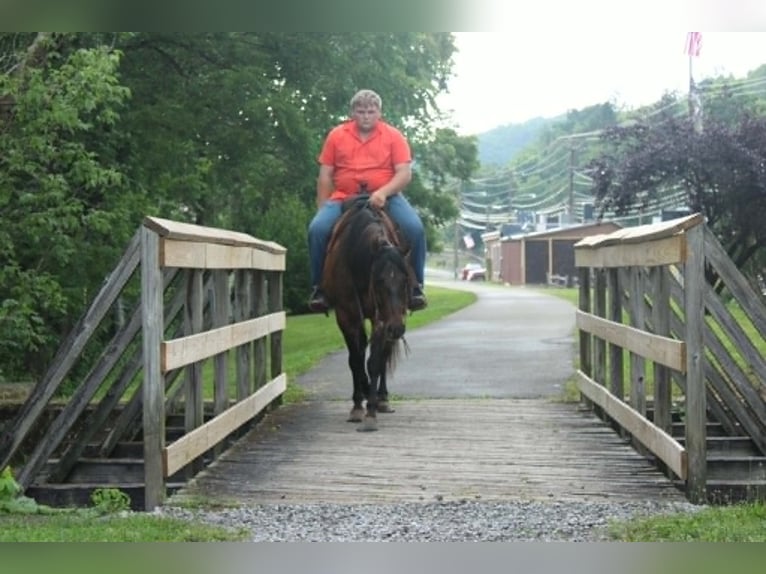 Quarter horse américain Hongre 9 Ans 155 cm Isabelle in Salem