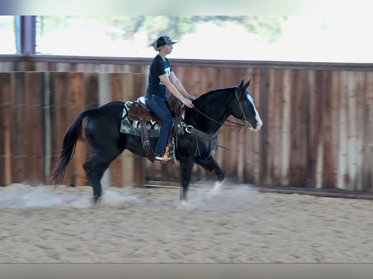 Quarter horse américain Hongre 9 Ans 155 cm Noir in Lipan TX