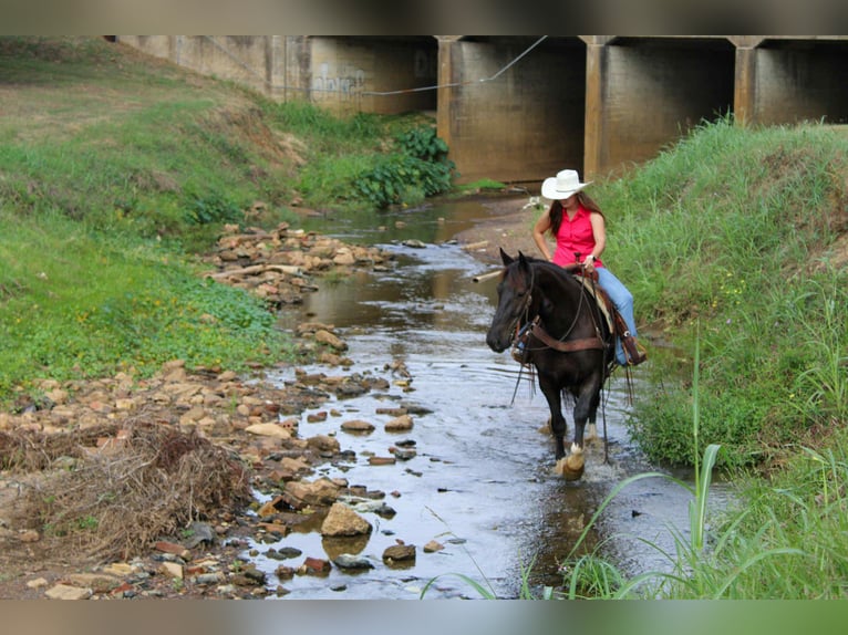 Quarter horse américain Hongre 9 Ans 155 cm Noir in Rusk TX