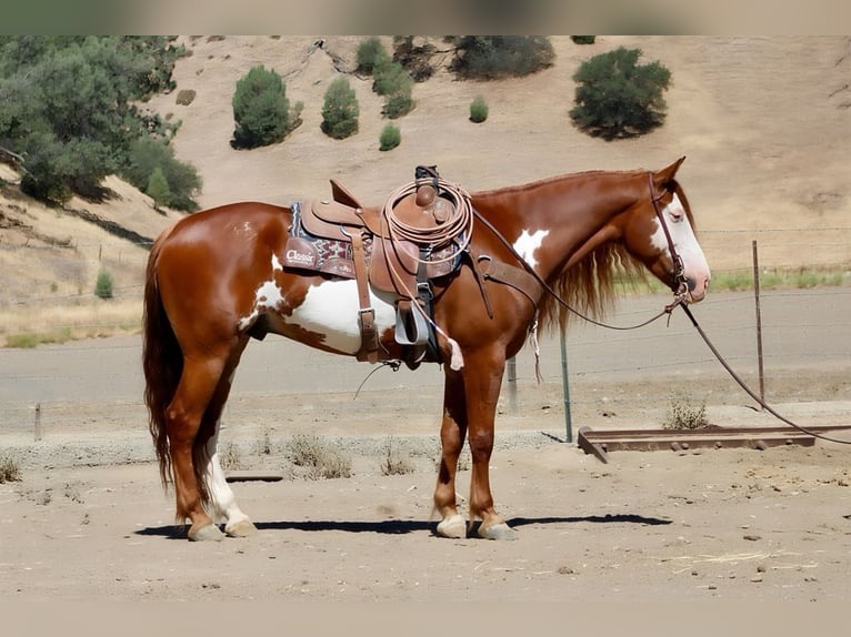 Quarter horse américain Hongre 9 Ans 155 cm Overo-toutes couleurs in Paicines CA