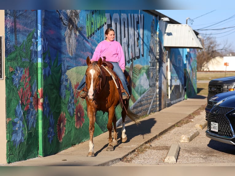 Quarter horse américain Hongre 9 Ans 155 cm Palomino in Forney