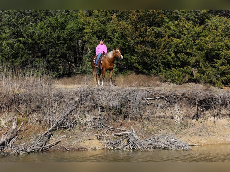 Quarter horse américain Hongre 9 Ans 155 cm Palomino in Forney