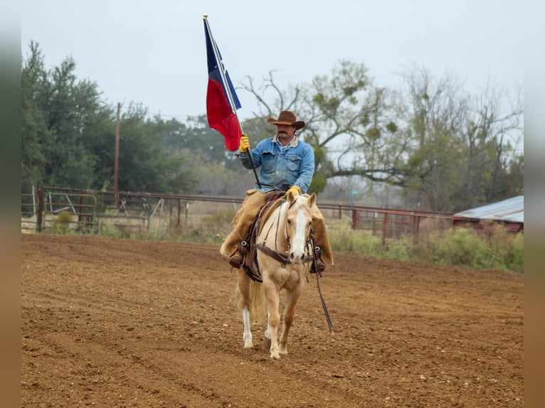 Quarter horse américain Hongre 9 Ans 155 cm Palomino in Stephenville