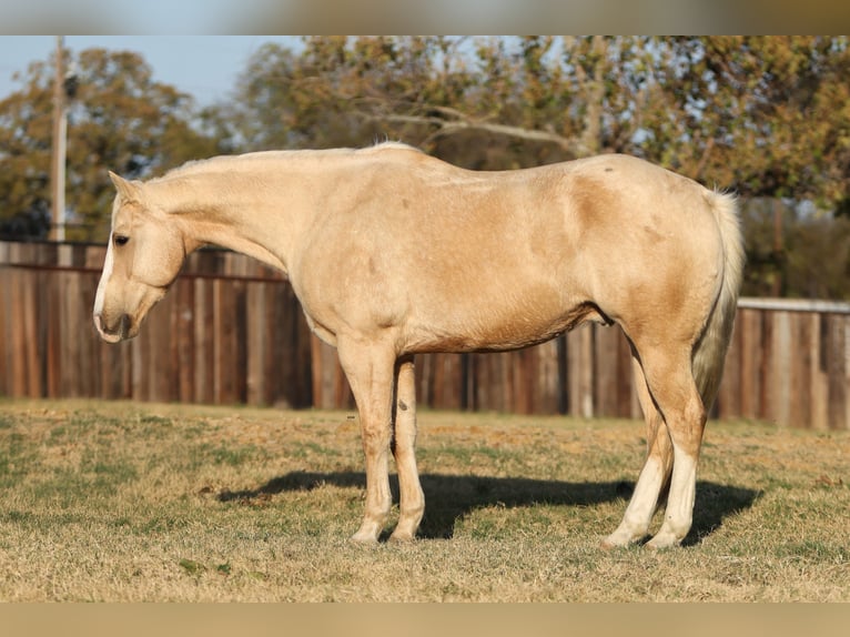 Quarter horse américain Hongre 9 Ans 155 cm Palomino in Stephenville