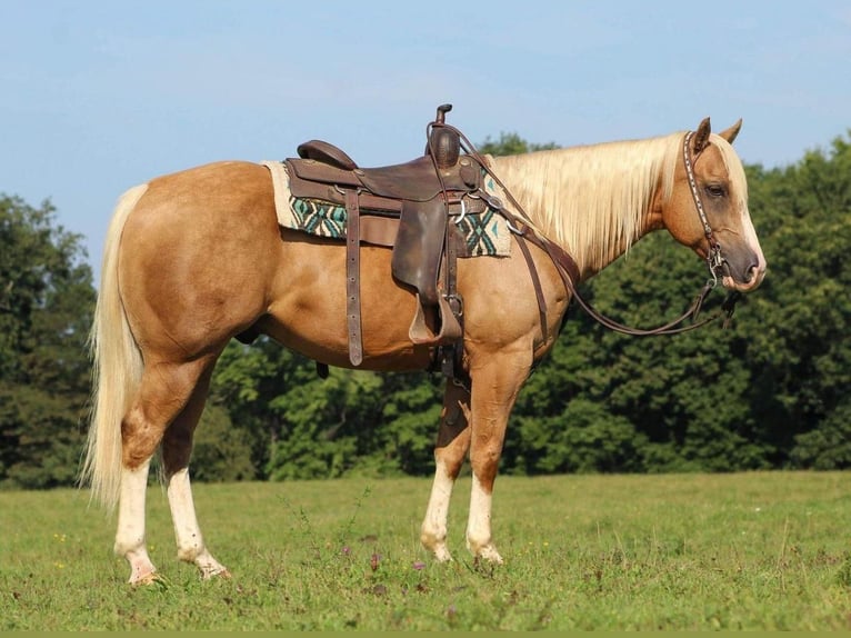 Quarter horse américain Hongre 9 Ans 155 cm Palomino in Clarion, PA