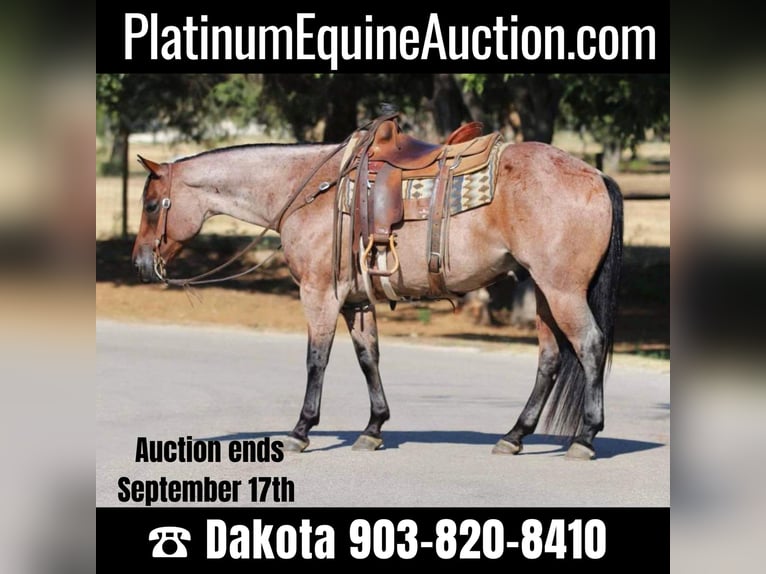 Quarter horse américain Hongre 9 Ans 155 cm Roan-Bay in Cleburne TX