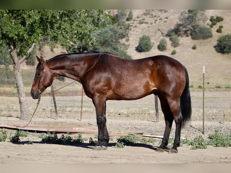 Quarter horse américain Hongre 9 Ans 155 cm Roan-Bay in King City CA