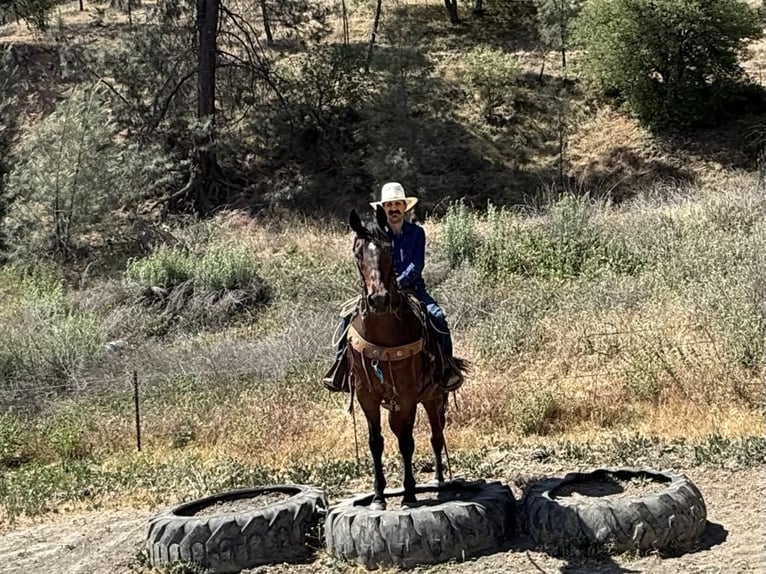 Quarter horse américain Hongre 9 Ans 155 cm Roan-Bay in King City CA