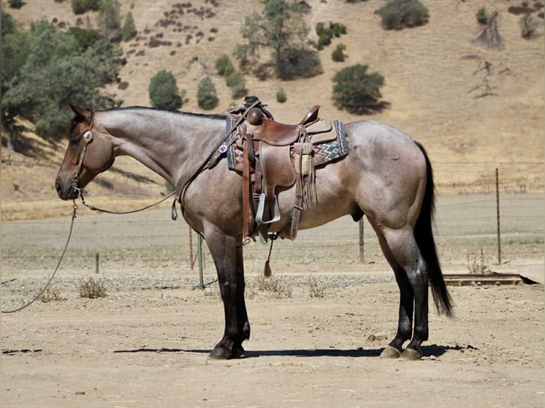Quarter horse américain Hongre 9 Ans 155 cm Rouan Bleu in Paicines CA