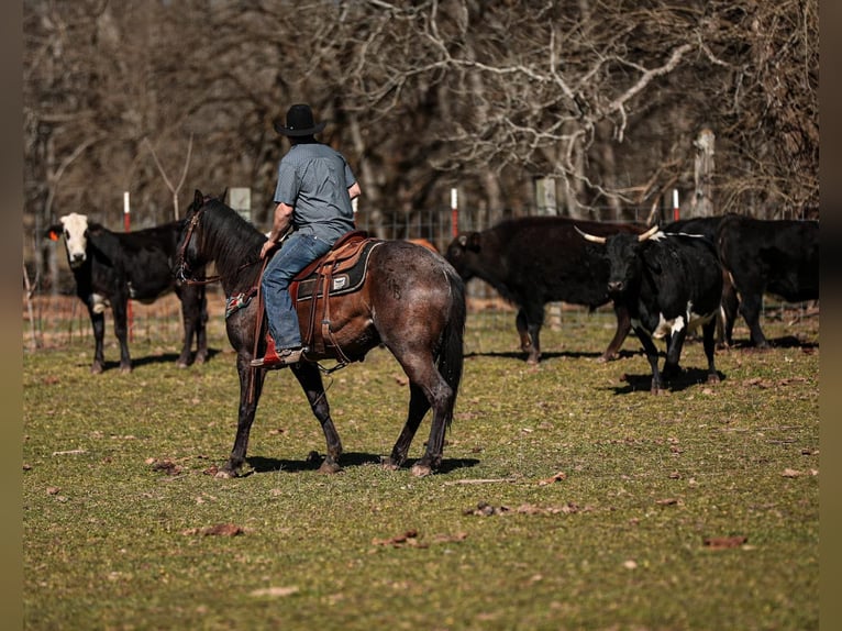 Quarter horse américain Hongre 9 Ans 155 cm Rouan Bleu in Santa Fe, TN