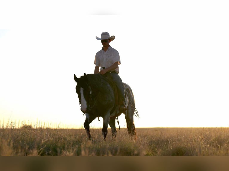 Quarter horse américain Hongre 9 Ans 155 cm Rouan Bleu in Sweet Springs Mo