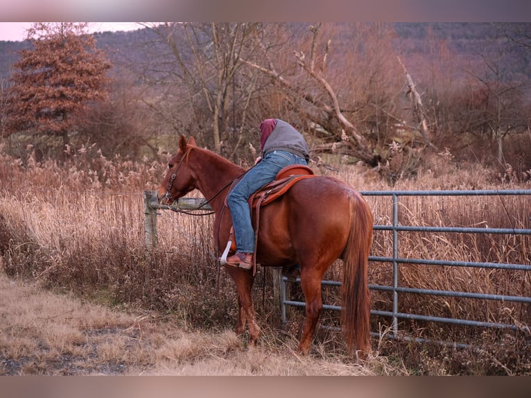 Quarter horse américain Hongre 9 Ans 155 cm Rouan Rouge in Needmore